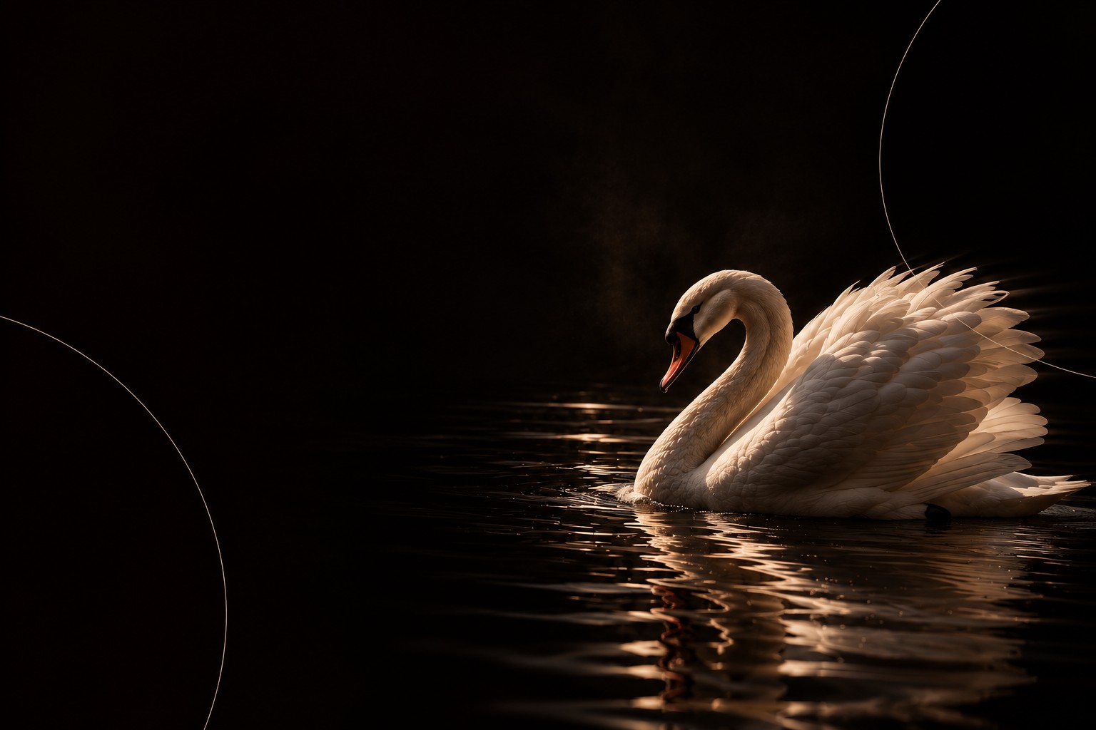 Cisne branco sobre água escura, iluminação dramática editorial — identidade visual Darko